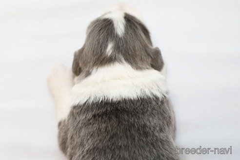 成約済の神奈川県のボーダーコリー-359948の3枚目